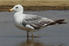 Larus armenicus